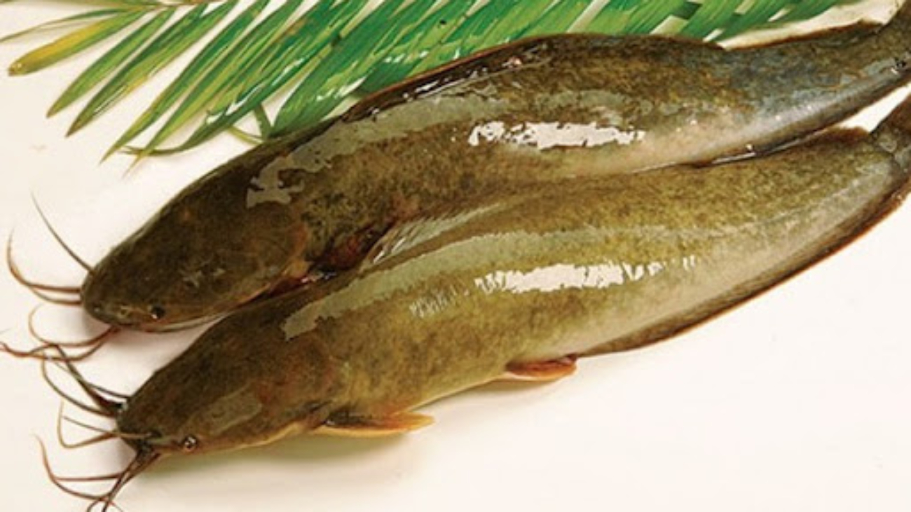 ca-tre-don-tinh