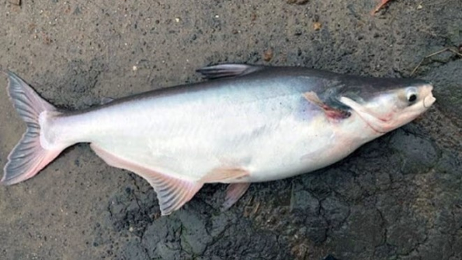 dac-diem-sinh-hoc-ca-tra-1