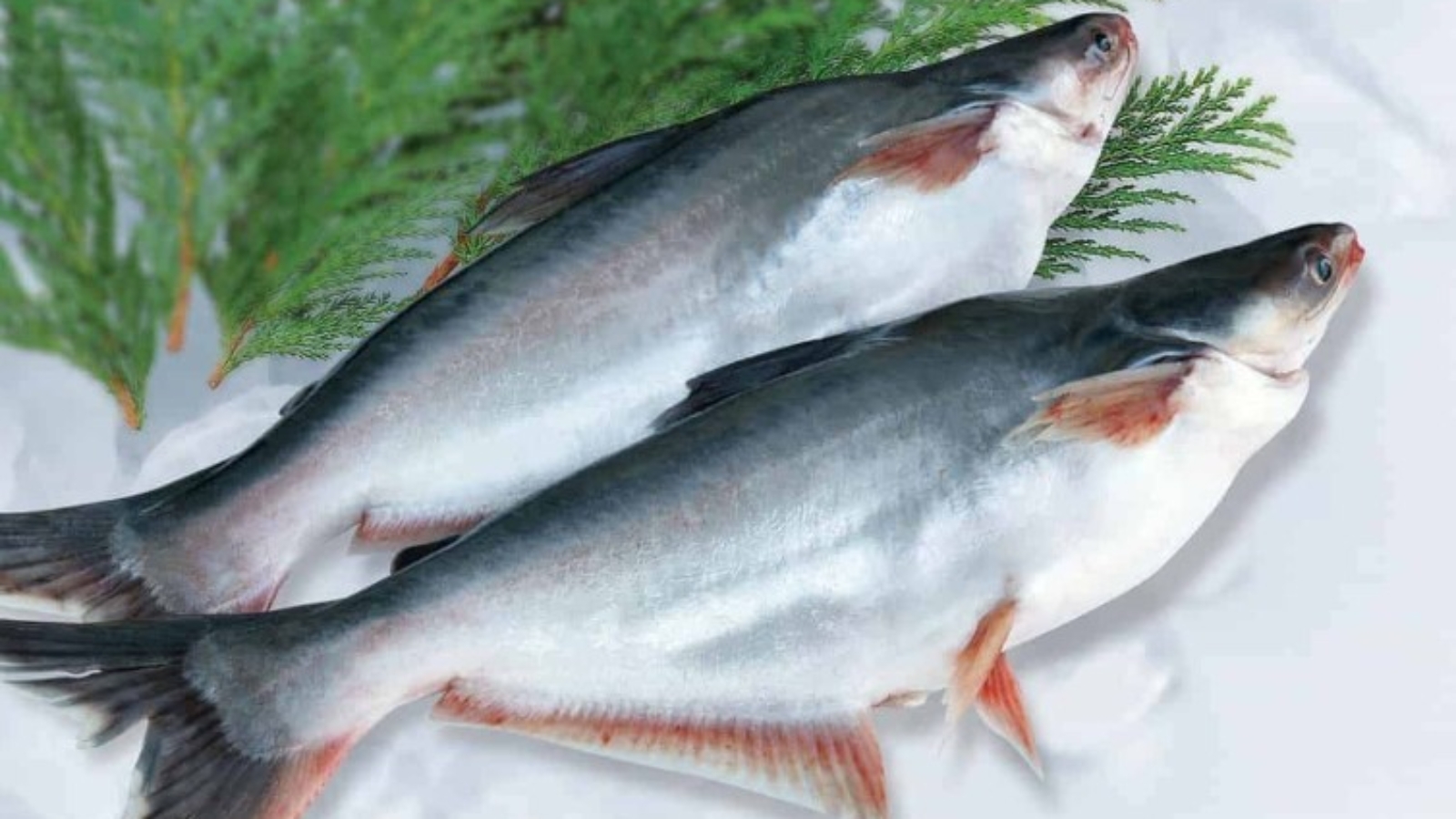 dac-diem-sinh-hoc-ca-tra-2